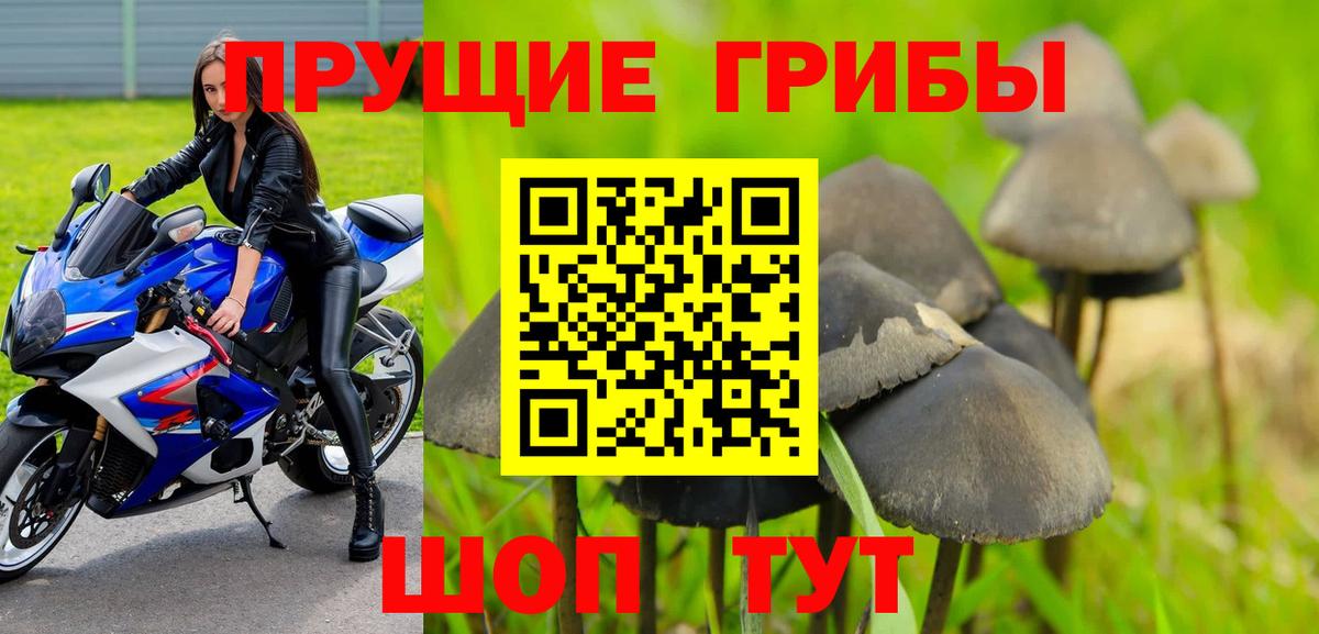 Галлюциногенные грибы Psilocybine cubensis Киреевск